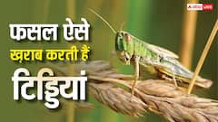 खरीफ फसलों को सबसे ज्यादा नुकसान पहुंचाती हैं टिड्डियां, लेकिन इन्हें कैसे होती है फसल की पहचान?