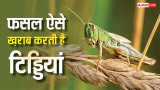 खरीफ फसलों को सबसे ज्यादा नुकसान पहुंचाती हैं टिड्डियां, लेकिन इन्हें कैसे होती है फसल की पहचान?