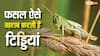 खरीफ फसलों को सबसे ज्यादा नुकसान पहुंचाती हैं टिड्डियां, लेकिन इन्हें कैसे होती है फसल की पहचान?
