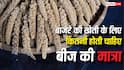 Pearl Millet farming: बाजरे की खेती के लिए कितनी होती चाहिए बीज की मात्रा, क्या है 1 हेक्टेयर का हिसाब-किताब?
