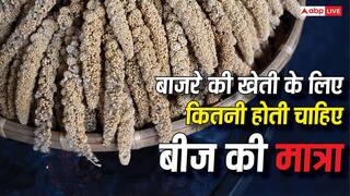 Pearl Millet farming: बाजरे की खेती के लिए कितनी होती चाहिए बीज की मात्रा, क्या है 1 हेक्टेयर का हिसाब-किताब?