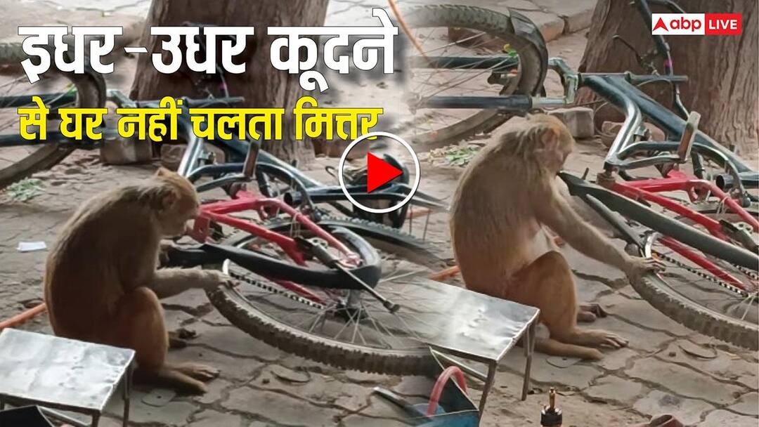 उछल कूद से घर नहीं चलता मित्तर: जब साइकिल का पंचर बनाने दुकान पर बैठ गया बंदर, देखें वीडियो