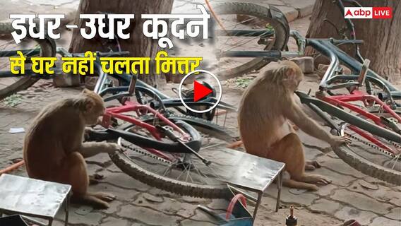 उछल कूद से घर नहीं चलता मित्तर: जब साइकिल का पंचर बनाने दुकान पर बैठ गया बंदर, देखें यह वायरल नौटंकी उछल कूद से घर नहीं चलता मित्तर: जब साइकिल का पंचर बनाने दुकान पर बैठ गया बंदर, देखें यह वायरल नौटंकी