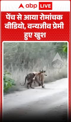 Exciting Video from Pench: Wildlife Lovers Delighted