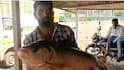 Bhima River Big Fish: पाऊस न आल्याने भीमा नदीतील पाणी आटलं, महाकाय मासा जाळ्यात सापडला, आकार पाहून डोळे विस्फारले
