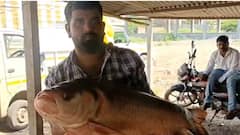 Bhima River Big Fish: पाऊस न आल्याने भीमा नदीतील पाणी आटलं, महाकाय मासा जाळ्यात सापडला, आकार पाहून डोळे विस्फारले