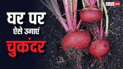 बाजार से खरीदना भूल जाएंगे, घर के किचन गार्डन में इस आसान तरीके से उगाएं ताजी चुकंदर