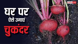 बाजार से खरीदना भूल जाएंगे, घर के किचन गार्डन में इस आसान तरीके से उगाएं ताजी चुकंदर