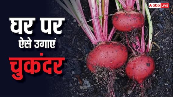 बाजार से खरीदना भूल जाएंगे, घर के किचन गार्डन में इस आसान तरीके से उगाएं ताजी चुकंदर बाजार से खरीदना भूल जाएंगे, घर के किचन गार्डन में इस आसान तरीके से उगाएं ताजी चुकंदर