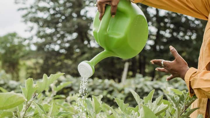 सिंचाई की बात करें तो इस काम में किसानों के लिए ज्यादा झंझट नहीं होती है. इसकी खेती के लिए सामान्य रूप से 1500 से 2500 मिलीमीटर बारिश काफी होती है, और बरसात के मौसम में तो इसे ज्यादा पानी देने की जरूरत भी नहीं पड़ती. ध्यान रखने वाली बात है कि रोपाई के तुरंत बाद पहली सिंचाई करनी होती है, उसके बाद बारिश के मौसम में सिर्फ जरूरत पड़ने पर ही पानी दें, और खेत में पानी जमा होने पर उसे जल्दी निकाल देना चाहिए, क्योंकि ज्यादा पानी भरने से फसल को नुकसान हो सकता है.