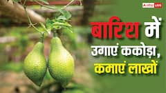 Kakoda Farming: बारिश के सीजन में खेत में करिए ककोड़ा की खेती, कमाएंगे तगड़ा मुनाफा