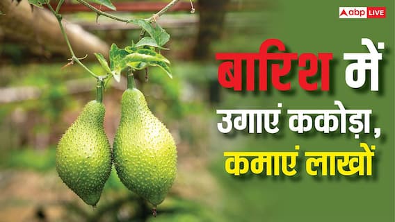 Kakoda Farming: बारिश के सीजन में खेत में करिए ककोड़ा की खेती, कमाएंगे तगड़ा मुनाफा Kakoda Farming: बारिश के सीजन में खेत में करिए ककोड़ा की खेती, कमाएंगे तगड़ा मुनाफा