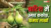 Kakoda Farming: बारिश के सीजन में खेत में करिए ककोड़ा की खेती, कमाएंगे तगड़ा मुनाफा