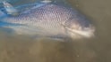 Bhima River Big Fish: पाऊस न आल्याने भीमा नदीतील पाणी आटलं, महाकाय मासा जाळ्यात सापडला, आकार पाहून डोळे विस्फारले