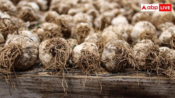 Garlic Cultivation at Home: बाजार से खरीदने की जरूरत नहीं, बस एक गमले में ही उगा सकते हैं लहसुन Garlic Cultivation at Home: बाजार से खरीदने की जरूरत नहीं, बस एक गमले में ही उगा सकते हैं लहसुन