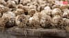Garlic Cultivation at Home: बाजार से खरीदने की जरूरत नहीं, बस एक गमले में ही उगा सकते हैं लहसुन