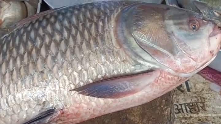 मात्र, प्रथमच इतक्या मोठ्या प्रमाणावरील मासा सापडल्याचे दिसत आहे.