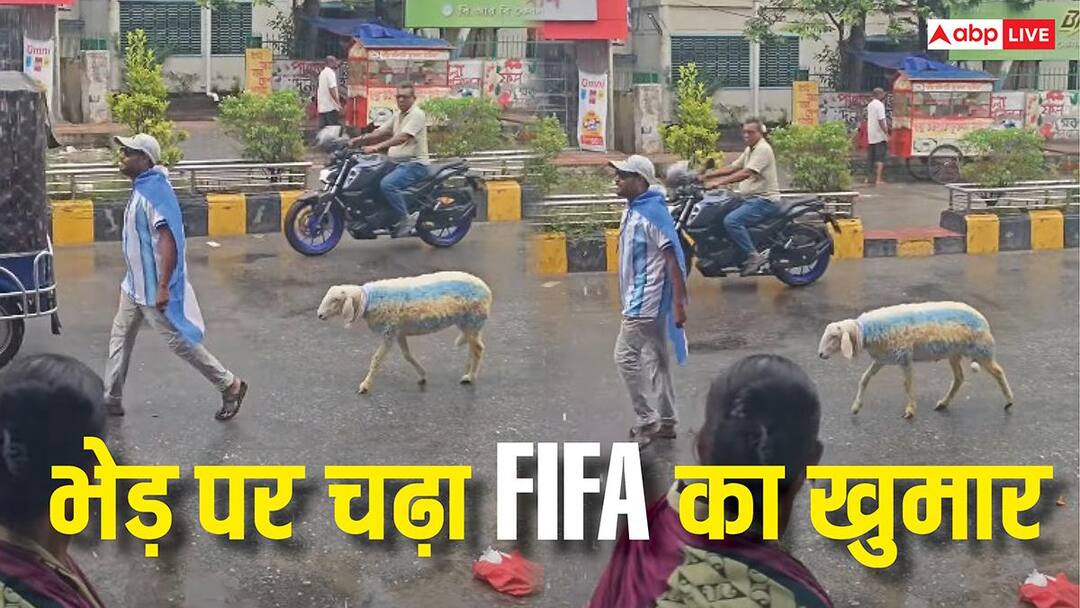 FIFA का गदर, बांग्लादेश में भेड़ पर चढ़ा मैसी का रंग, वीडियो देख चौंक जाएंगे आप