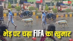 FIFA का गदर, बांग्लादेश में भेड़ पर चढ़ा मैसी का रंग, वीडियो देख चौंक जाएंगे आप
