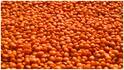 Soaking Pulses : వండే ముందు పప్పును నానబెడితే ఎంత మంచిదో తెలుసా? ఆరోగ్యానికి కలిగే ప్రయోజనాలు ఇవే