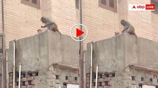 Video: 'इस हाथ दे उस हाथ ले' फोन छीनकर भागा बंदर तो शख्स ने यूं कि मोंकेश भाई से डील- वीडियो वायरल