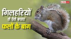 गिलहरियां निपटा दे रही हैं आपके बाग के फल? ये 5 घरेलू नुस्खे दिलाएंगे हमेशा के लिए छुटकारा