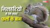 गिलहरियां निपटा दे रही हैं आपके बाग के फल? ये 5 घरेलू नुस्खे दिलाएंगे हमेशा के लिए छुटकारा