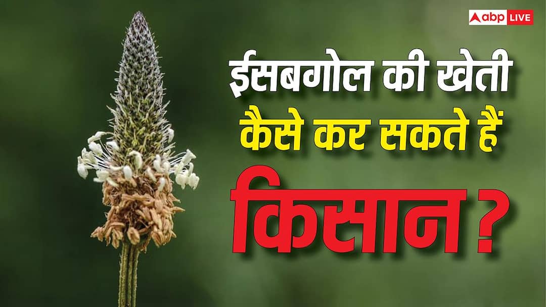 ईसबगोल की खेती कैसे कर सकते हैं किसान? होती है लाखों की कमाई ईसबगोल की खेती कैसे कर सकते हैं किसान? होती है लाखों की कमाई