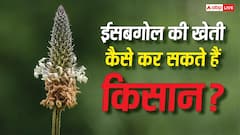 ईसबगोल की खेती कैसे कर सकते हैं किसान? होती है लाखों की कमाई