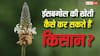  Isabgol Farming: ईसबगोल की खेती कैसे कर सकते हैं किसान? होती है लाखों की कमाई