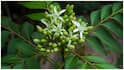 Curry Leaves Hair Mask : కరివేపాకుతో హెయిర్ మాస్క్.. తెల్లజుట్టు సమస్యకు ఇలా చెక్ పెట్టండి, రెసిపీ ఇదే