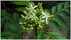Curry Leaves Hair Mask : కరివేపాకుతో హెయిర్ మాస్క్.. తెల్లజుట్టు సమస్యకు ఇలా చెక్ పెట్టండి, రెసిపీ ఇదే