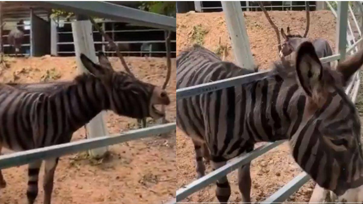 China Zoo Paints Donkey As Zebra, Video Goes Viral 