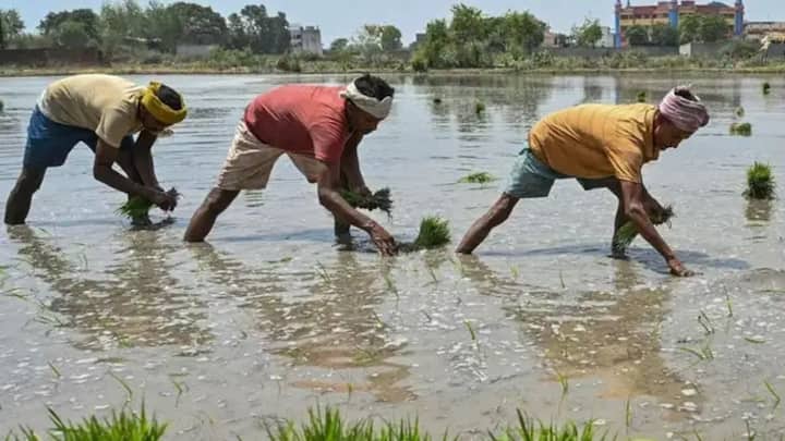यही नहीं अगर किसी किसान ने अपने खेत में बारहमासी फसलें या बागवानी कर रखी है और भारी बारिश से उसे नुकसान पहुंचता है. तो उसके लिए सबसे ज्यादा सहायता राशि तय की गई है. बागवानी फसलों के खराब होने पर सरकार सीधे 28000 रुपये प्रति हेक्टेयर का बड़ा मुआवजा देगी.