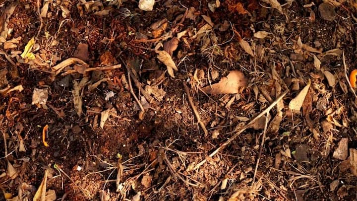तीसरा और सबसे आसान देसी तरीका है सूखी पत्तियों और गोबर का मिश्रण तैयार करना. अगर आपके पास केंचुए नहीं हैं. तो आप सिर्फ पुरानी गोबर की खाद और पेड़ों से गिरी सूखी पत्तियों को आपस में मिलाकर एक ढेर बना सकते हैं. इसमें थोड़ा सा पानी डालकर इसे कुछ हफ्तों के लिए सड़ने दें.