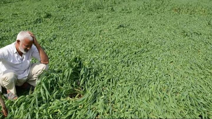 राजस्थान सरकार की कृषि आदान-अनुदान सहायता योजना के तहत सिंचित क्षेत्र यानी जहां सिंचाई की पक्की व्यवस्था है वहां फसल नुकसान पर 22500 प्रति हेक्टेयर का मुआवजा तय किया गया है. राजस्थान में एक हेक्टेयर में तकरीबन 4 बीघा यानी प्रति बीघा किसानों को 5625 रुपये के आसपास मुआवजा मिलेगा.