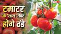 Tomato Price Hike: 70 रुपए के पार पहुंचा टमाटर, सस्ती दरों के लिए सरकार ने किया बड़ा फैसला, मिलेगी राहत