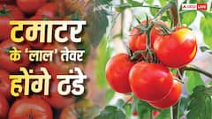 Tomato Price Hike: 70 रुपए के पार पहुंचा टमाटर, सस्ती दरों के लिए सरकार ने किया बड़ा फैसला, मिलेगी राहत