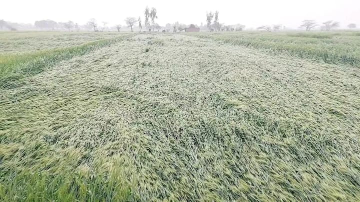 इसके अलावा जिन इलाकों में सिंचाई के पुख्ता साधन नहीं हैं और खेती पूरी तरह बारिश पर निर्भर है. उन असिंचित क्षेत्रों के लिए भी राहत राशि बढ़ा दी गई है. ऐसे सूखे खेतों में फसल बर्बाद होने पर सरकार 13500 प्रति हेक्टेयर की दर से आर्थिक मदद दे रही है.