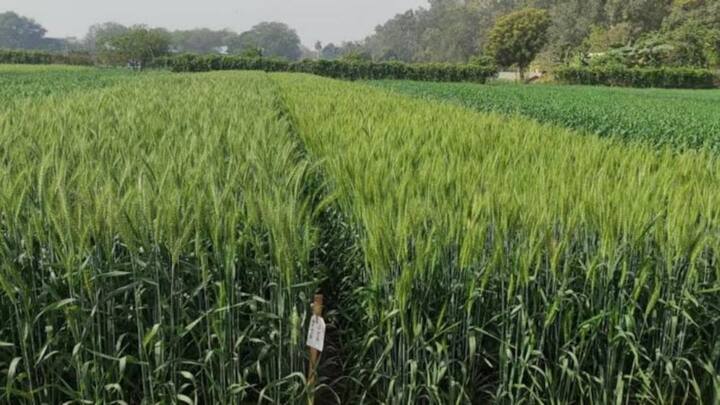 मुआवजे का पैसा पाने के लिए प्रभावित किसानों को अपनी तहसील या कृषि विभाग के पोर्टल पर समय रहते आवेदन करना होगा. आवेदन के साथ अपनी जमीन के कागज, बैंक पासबुक की कॉपी और आधार कार्ड जैसे जरूरी दस्तावेज जमा करने होंगे जिससे बिना किसी देरी के राहत राशि सीधे खाते में आ सके.