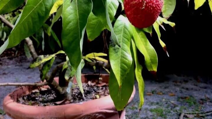 लीची के छोटे पौधों को शुरुआत में नियमित पानी की जरूरत होती है. खासकर गर्मियों के दिनों में. ध्यान रहे कि जड़ों के पास पानी जमा न होने पाए नहीं तो पौधा सड़ सकता है. जब पेड़ पर फूल और फल आने लगें तब सिंचाई का खास ध्यान रखें क्योंकि नमी कम होने से लीची फटने लगती है.