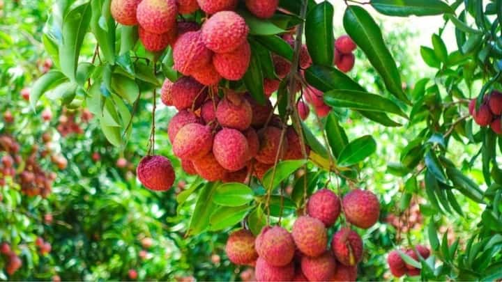 उत्तर भारत में गर्मियों के दौरान चलने वाली तेज गर्म हवा यानी लू से लीची के पौधों को बचाना बहुत जरूरी है. इसके लिए आप बाग के चारों तरफ ऊंचे पेड़ लगा सकते हैं जो हवा को रोक सकें. कीड़े-मकोड़ों से बचाव के लिए समय-समय पर नीम के तेल का स्प्रे करें.