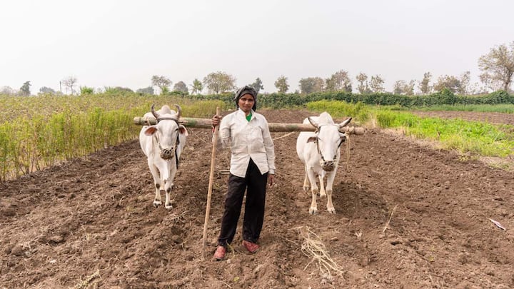 इन पारंपरिक सब्जियों के अलावा कुछ और सब्जियां भी रेगिस्तान में अच्छी तरह उगाई जा सकती हैं, जैसे मूंग, मोठ और ग्वार. ये सभी फसलें कम पानी में भी बढ़ जाती हैं और इनकी जड़ें जमीन के अंदर गहराई तक पानी खोज लेती हैं. इससे पौधे को सूखे के मौसम में भी पानी मिलता रहता है. साथ ही ये फसलें मिट्टी को भी उपजाऊ बनाने में मदद करती हैं, जिससे आगे की खेती में भी फायदा मिलता है. किसान इन फसलों को अपनी मुख्य फसल के साथ भी उगा सकते हैं, जिससे एक ही खेत से दो तरह की कमाई हो जाती है.