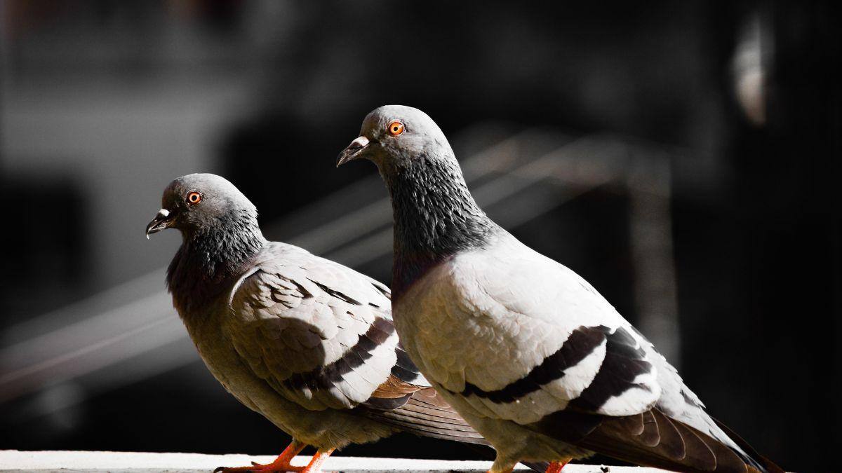 Can Pigeons Spot Cancer? Scientists Say These Birds May Help Improve Future Diagnoses