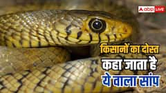 खेत की सुरक्षा के लिए बेहद मददगार है ये सांप, एक बार खेत में छोड़ा तो चूहों का कर देगा सफाया