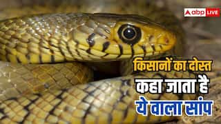 खेत की सुरक्षा के लिए बेहद मददगार है ये सांप, एक बार खेत में छोड़ा तो चूहों का कर देगा सफाया