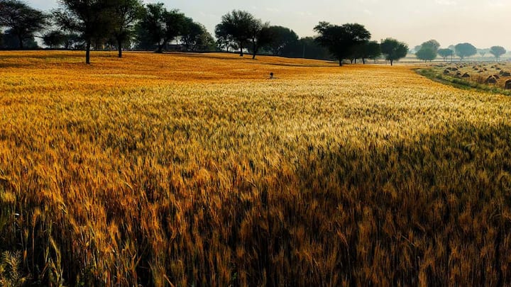 अब बात करते हैं सांगरी की, जो खेजड़ी के पेड़ से मिलती है. खेजड़ी को राजस्थान में बहुत पवित्र माना जाता है और इसे रेगिस्तान का कल्पवृक्ष भी कहा जाता है. इसकी हरी फलियों को सांगरी कहा जाता है. इन्हीं फलियों को उबालकर सब्जी बनाई जाती है. वहां के लोग सांगरी को सुखाकर भी रखते हैं, जिससे यह कई महीनों तक खराब नहीं होती है. कैर और सांगरी को मिलाकर बनाई गई सब्जी राजस्थान में बहुत मशहूर है और बड़े आयोजनों में भी परोसी जाती है.