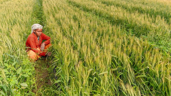 अब बात करते हैं मध्य प्रदेश की, जहां यह सुविधा सबसे पुरानी और बड़ी मानी जाती है. मध्य प्रदेश में साल 2012-13 से किसानों को जिला सहकारी बैंकों से जुड़ी समितियों के जरिए शून्य प्रतिशत ब्याज पर अल्पावधि फसल लोन दिया जा रहा है. इस योजना के तहत किसान 3 लाख रुपये तक का लोन ले सकते हैं और अगर वे समय पर इसे चुका देते हैं, तो उन्हें कोई ब्याज नहीं देना पड़ता.  यह पैसा किसान खाद, बीज, कीटनाशक और खेती के औजारों के लिए इस्तेमाल कर सकते हैं. इससे किसानों को साहूकारों के पास जाकर महंगा ब्याज देने की जरूरत नहीं पड़ती.