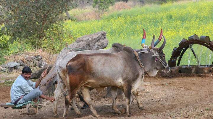 अगर किसान तय तारीख तक लोन नहीं चुकाते हैं, तो उन्हें कई नुकसान भी उठाने पड़ सकते हैं. उन्हें ब्याज सब्सिडी का फायदा नहीं मिलेगा और साथ में 2 प्रतिशत अतिरिक्त पेनल्टी भी देनी होगी. इसके अलावा अगली फसल के लिए नया लोन लेने में भी परेशानी आ सकती है. राजस्थान सहकारिता विभाग के मुताबिक, अगर समय सीमा नहीं बढ़ाई जाती तो करीब 2,184 करोड़ रुपये का लोन बकाया रह जाता. इसलिए सरकार ने किसानों को राहत देने के लिए यह फैसला लिया, ताकि वे बिना किसी अतिरिक्त बोझ के अपना लोन चुका सकें.