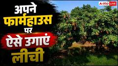 अपने फार्म हाऊस पर कैसे उगाएं लीची? इस आसान उपाय लाल सोना उगलेगी आपकी जमीन